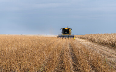 Fototapeta premium Harvesting combine in the wheat.