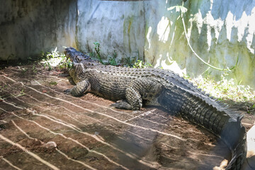 Large crocodile resting inside the cage