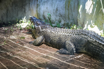 Obraz premium Large crocodile resting inside the cage