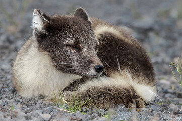 Arctic Fox (Alopex lagopus) at St. George Island, Pribilof Islands, Alaska, USA