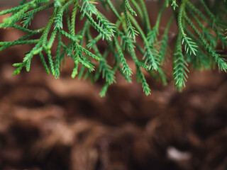 The leaves of the pine tree close up