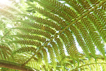 close up of fern leaves for background