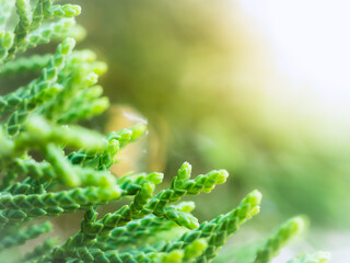 Chinese Arborvitae, Oriental Arborvitae, Leaves of pine tree select focus with shallow depth of field, Closeup fresh green christmas leaves