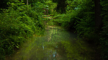 mirror of forest in river