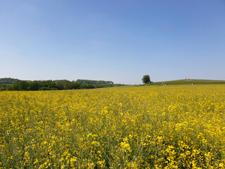 Obraz premium Campo di colza