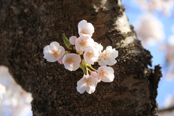 春の風景　ソメイヨシノ(桜)の花