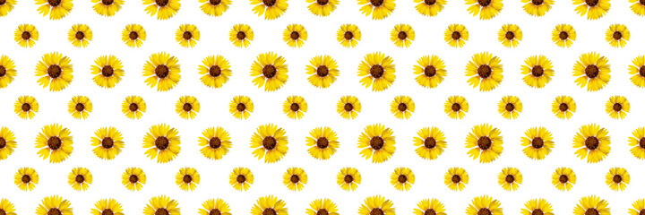 Floral seamless pattern from rudbeckia flowers. White isolated background. Close-up. Macro shooting. Concept for printing and design.