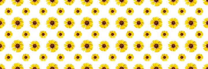 Floral seamless pattern from rudbeckia flowers. White isolated background. Close-up. Macro shooting. Concept for printing and design.