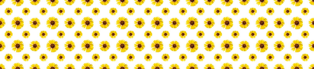 Floral seamless pattern from rudbeckia flowers. White isolated background. Close-up. Macro shooting. Concept for printing and design.