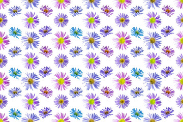 Fototapeta na wymiar Floral seamless pattern from flowers of alpine aster. White isolated background. Close-up. Macro shooting. Concept for printing and design.