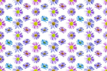 Floral seamless pattern from flowers of alpine aster. White isolated background. Close-up. Macro shooting. Concept for printing and design.