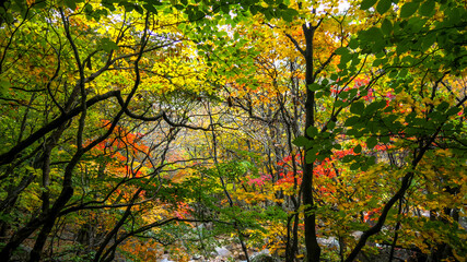 Fototapeta na wymiar Autumn scene at Seoraksan-ro Seorak National Park, Sokcho South Korea.