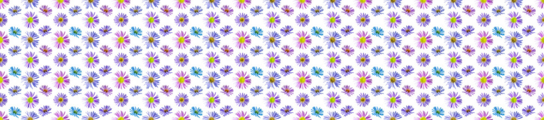 Floral seamless pattern from flowers of alpine aster. White isolated background. Close-up. Macro shooting. Concept for printing and design.