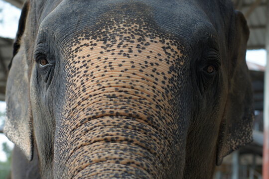 Close-up of an elephant at the zoo
