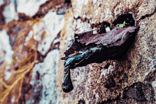 Tuber&iacute;a met&aacute;lica oxidada de desague de petr&oacute;leo