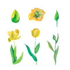 Set of watercolor tulips in yellow and red colours.Clip art botanical illustrations hand drawn.Collection of spring flowers on white isolated background.Design for cards,packaging,advertizing.