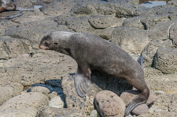 Fototapeta premium Northern Fur Seal (Callorhinus ursinus) at hauling-out in St. George Island, Pribilof Islands, Alaska, USA