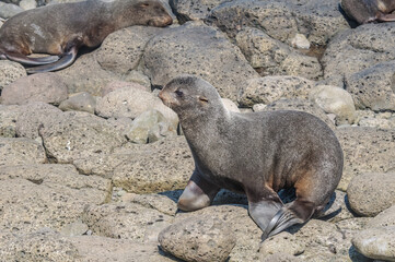 Naklejka premium Northern Fur Seal (Callorhinus ursinus) at hauling-out in St. George Island, Pribilof Islands, Alaska, USA