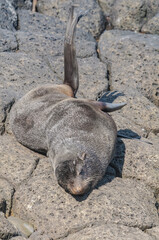 Northern Fur Seal (Callorhinus ursinus) at hauling-out in St. George Island, Pribilof Islands, Alaska, USA