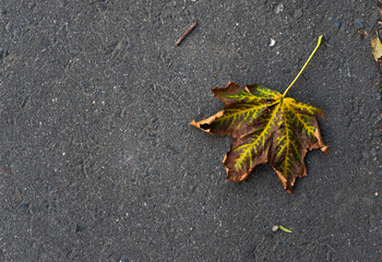 dry maple leaf on asphalt