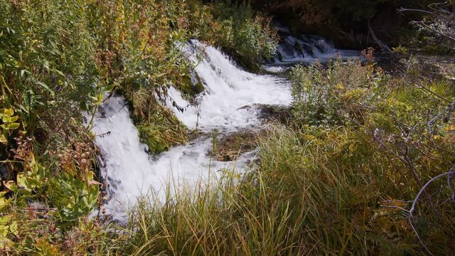 Water cascading out of thick plants in Wyoming in Pine Creek.