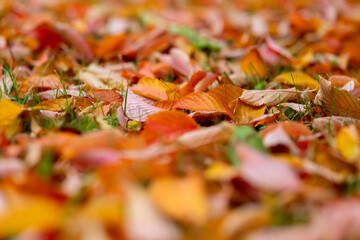 Herbst Laub Kirsche Färbung Herbstlaub Baum Wald Laubfärbung Jahreszeit Blätter Kirschbaum rot...