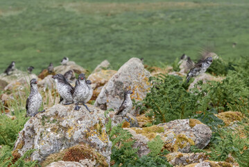 Least Auklets (Aethia pusilla) at St. George Island, Pribilof Islands, Alaska, USA