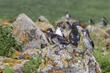 Least Auklets (Aethia pusilla) at St. George Island, Pribilof Islands, Alaska, USA