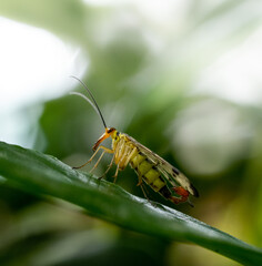 Yellow scorpionfly sitting on a green leaf