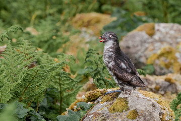 Least Auklet (Aethia pusilla) at St. George Island, Pribilof Islands, Alaska, USA