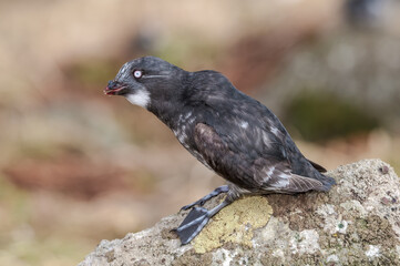 Least Auklet (Aethia pusilla) at St. George Island, Pribilof Islands, Alaska, USA