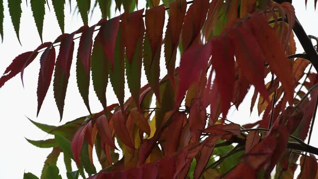 Beautiful multi-color leaves of staghorn sumac in fall. Rhus typhina in autumn.