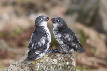 Least Auklets (Aethia pusilla) at St. George Island, Pribilof Islands, Alaska, USA