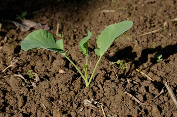 the small ripe green cabbage plant seedlings in the garden.