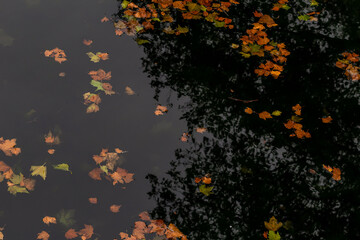 Bright autumn leaves in the puddle with reflection