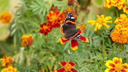 The admiral butterfly eats nectar on a marigold.