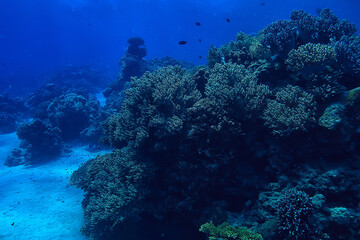 coral reef underwater / sea coral lagoon, ocean ecosystem