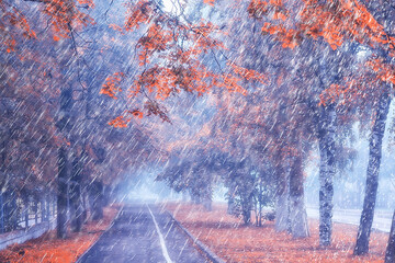 autumn rain in the park / autumn landscape weather in the rain, fall leaves in the October city park