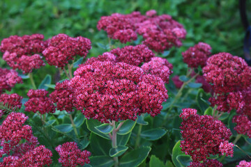 Bumblebee on beautiful decorative garden plant. Sedum (Sedum spectabile) at autumn sunny day. Flower card background with pink sedum and sun rays or floral wallpaper