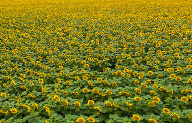 Obraz premium Mezoszilas, Hungary, aerial top down view of cultivated sunflower field at countryside. Farm concept, agriculture texture.
