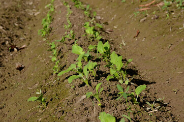 bunch the small ripe green radish plant seedlings in the garden.