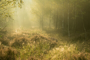Obraz na płótnie Canvas Mglisty poranek w sosnowym lesie.
