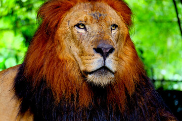 portrait of a lion