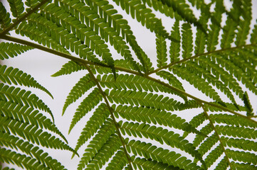 熱帯植物シダ類