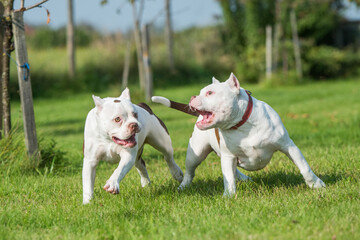 Two American Bully puppies dogs are playing