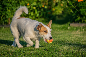 Jack russell terrier puppy playing outdoor