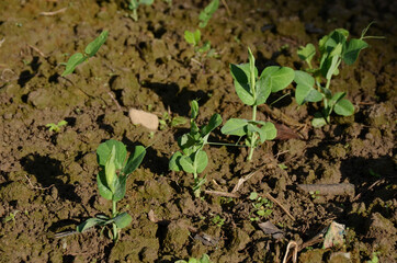 bunch the small ripe green peas plant seedlings in the garden.