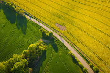 Notincs, Hungary - Aerial view of cultivated blooming canola field at countryside with beautiful...
