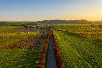 Berkenye, Hungary - Row of plum trees glowing in the light of setting sun.