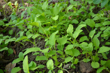 bunch the small ripe green spinach plant seedlings in the garden.